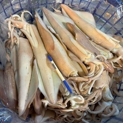 澎湖水晶冰卷(已去墨/活卷船燙)－目前為12根一組(平均150g/根)-細節圖4