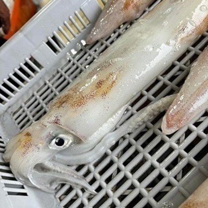 澎湖現流鮮凍中卷(一文/二文/三文/四文/內文有價格)-細節圖2