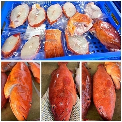 澎湖野生正紅條(有取肉及輪切兩款整尾分切)-細節圖2