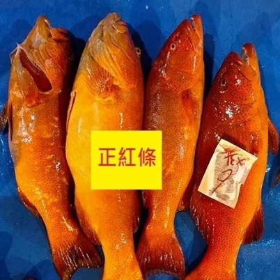 澎湖野生正紅條(有取肉及輪切兩款整尾分切)-細節圖3