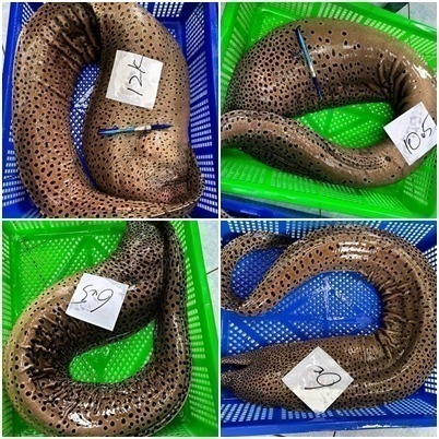 澎湖野生「活」錢鰻(專售大支款7-30斤/已去頭殺好分切)-細節圖2