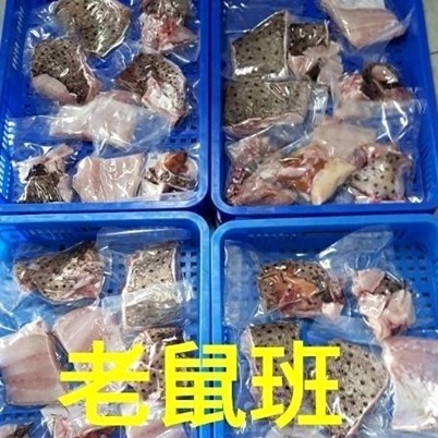 澎湖野生老鼠斑(有取肉及輪切兩款整尾分切)-細節圖2