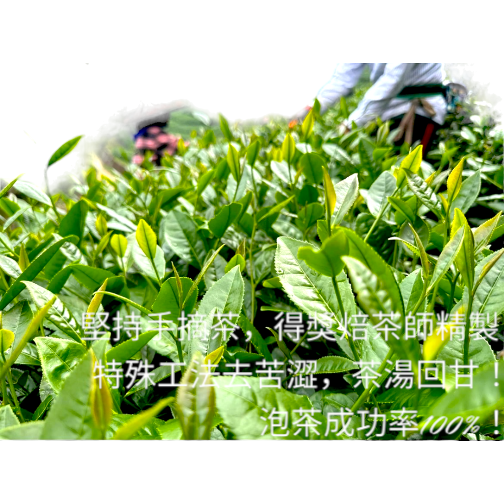 杉林不苦澀原片烏龍三角溪回甘立體茶包4gx10入-細節圖3