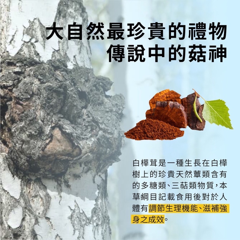 【EASELAND】STEP2 白樺茸 30顆/盒-細節圖4