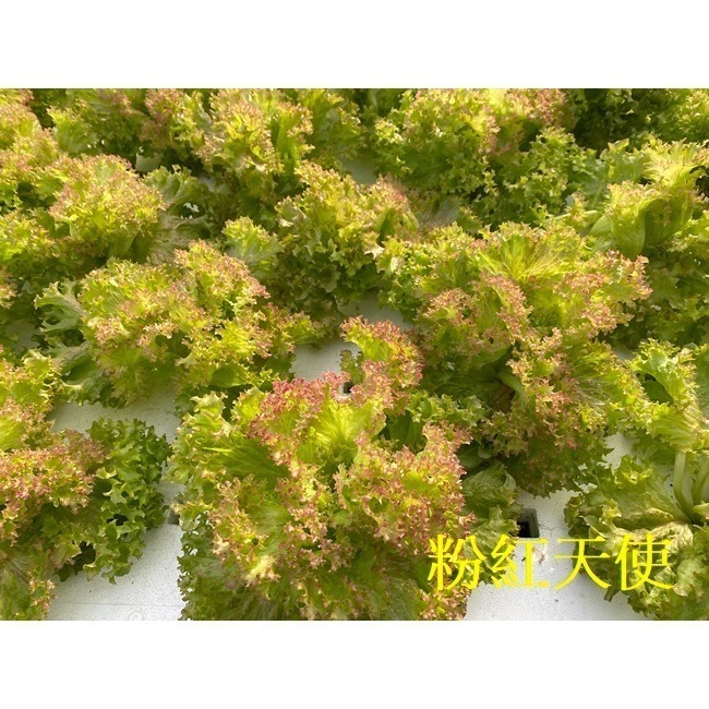 180公克 魚菜共生萵苣 無毒、無農藥 烤肉生菜、綜合萵苣、生菜沙拉、綠拿鐵、綠火焰、奶油萵苣-細節圖5