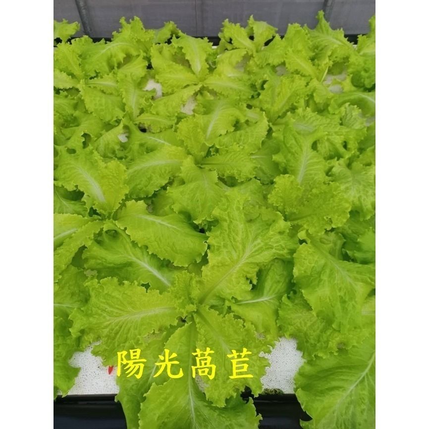 180公克 魚菜共生萵苣 無毒、無農藥 烤肉生菜、綜合萵苣、生菜沙拉、綠拿鐵、綠火焰、奶油萵苣-細節圖9