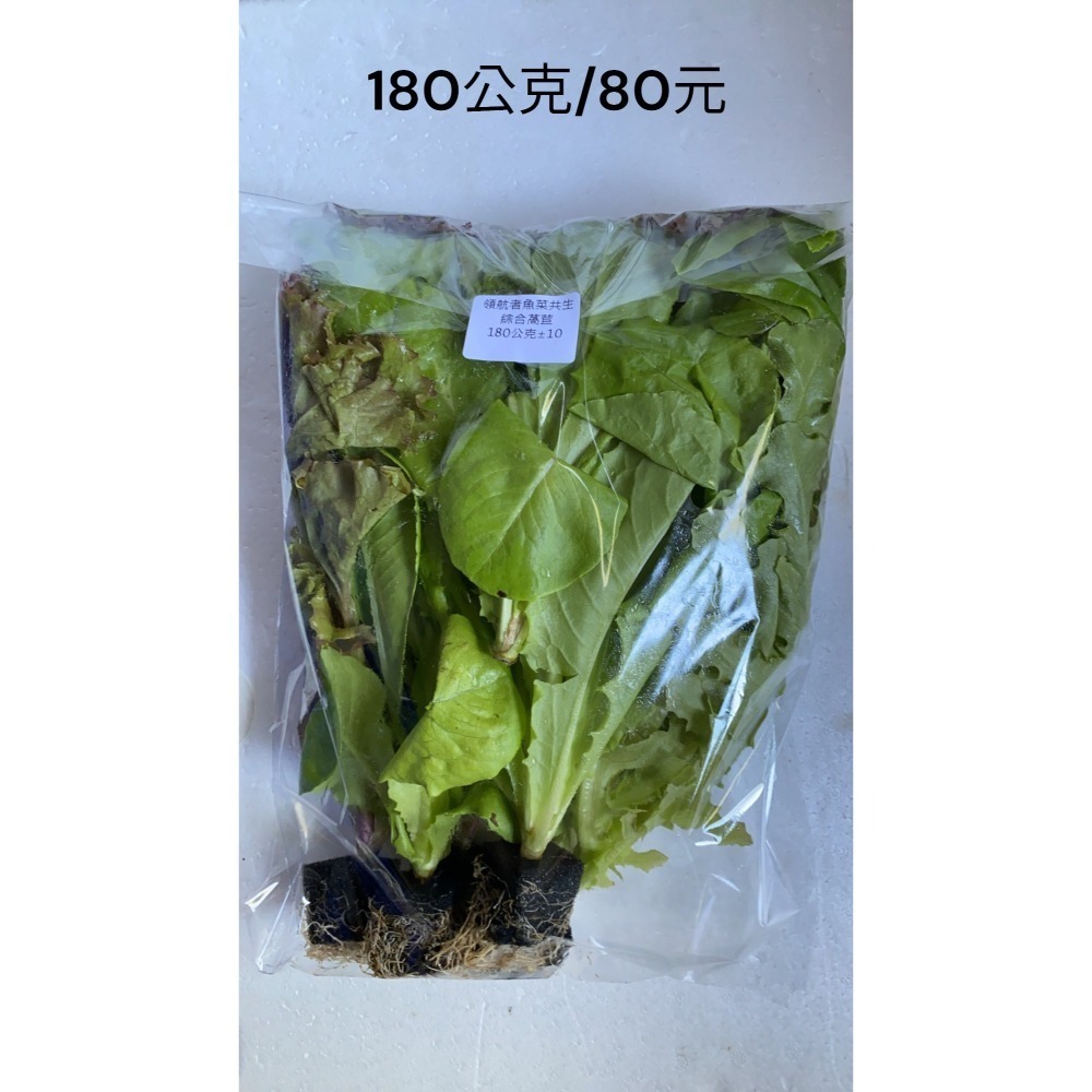 180公克 魚菜共生萵苣 無毒、無農藥 烤肉生菜、綜合萵苣、生菜沙拉、綠拿鐵、綠火焰、奶油萵苣-細節圖3