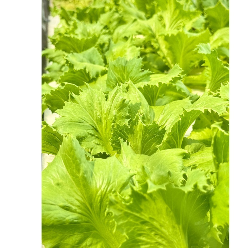 180公克 魚菜共生萵苣 無毒、無農藥 烤肉生菜、綜合萵苣、生菜沙拉、綠拿鐵、綠火焰、奶油萵苣-細節圖6