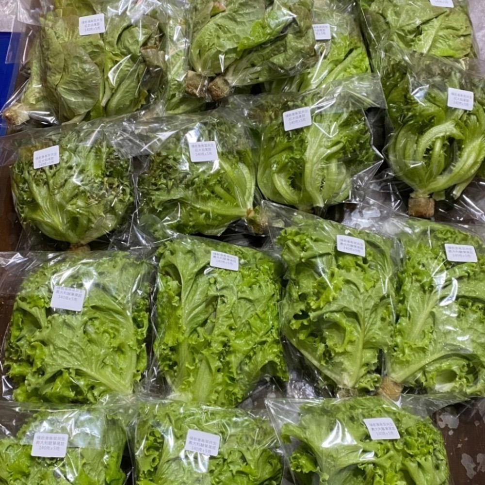 180公克 魚菜共生萵苣 無毒、無農藥 烤肉生菜、綜合萵苣、生菜沙拉、綠拿鐵、綠火焰、奶油萵苣-細節圖2