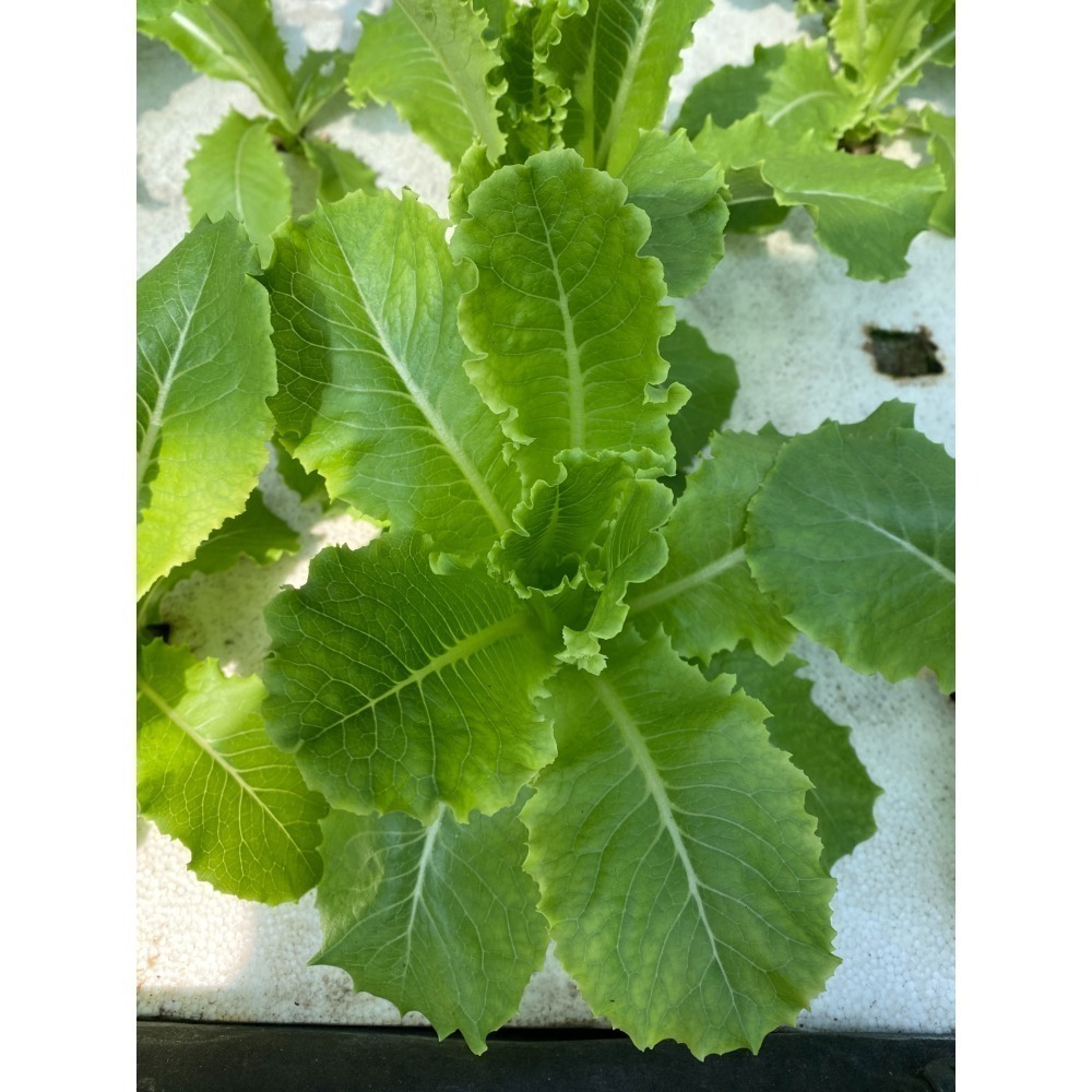 180公克 魚菜共生萵苣 無毒、無農藥 烤肉生菜、綜合萵苣、生菜沙拉、綠拿鐵、綠火焰、奶油萵苣-細節圖4