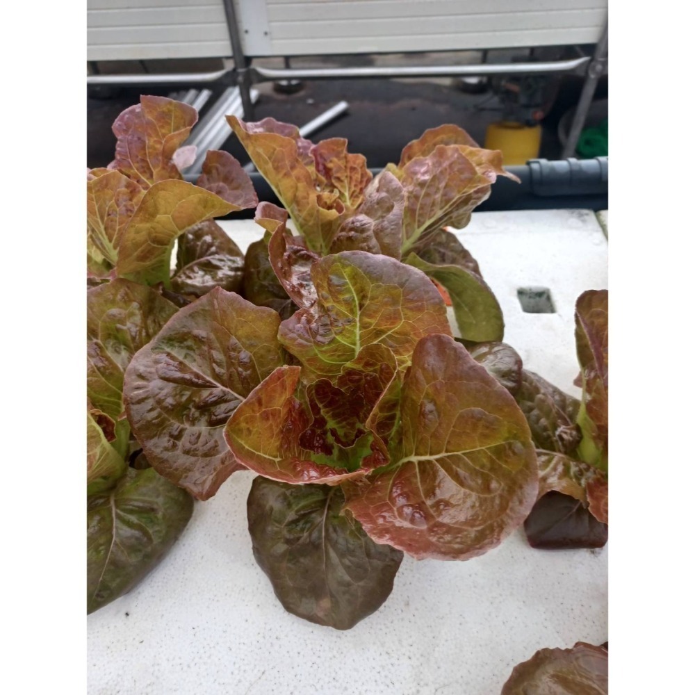 180公克 魚菜共生萵苣 無毒、無農藥 烤肉生菜、綜合萵苣、生菜沙拉、綠拿鐵、綠火焰、奶油萵苣-細節圖7