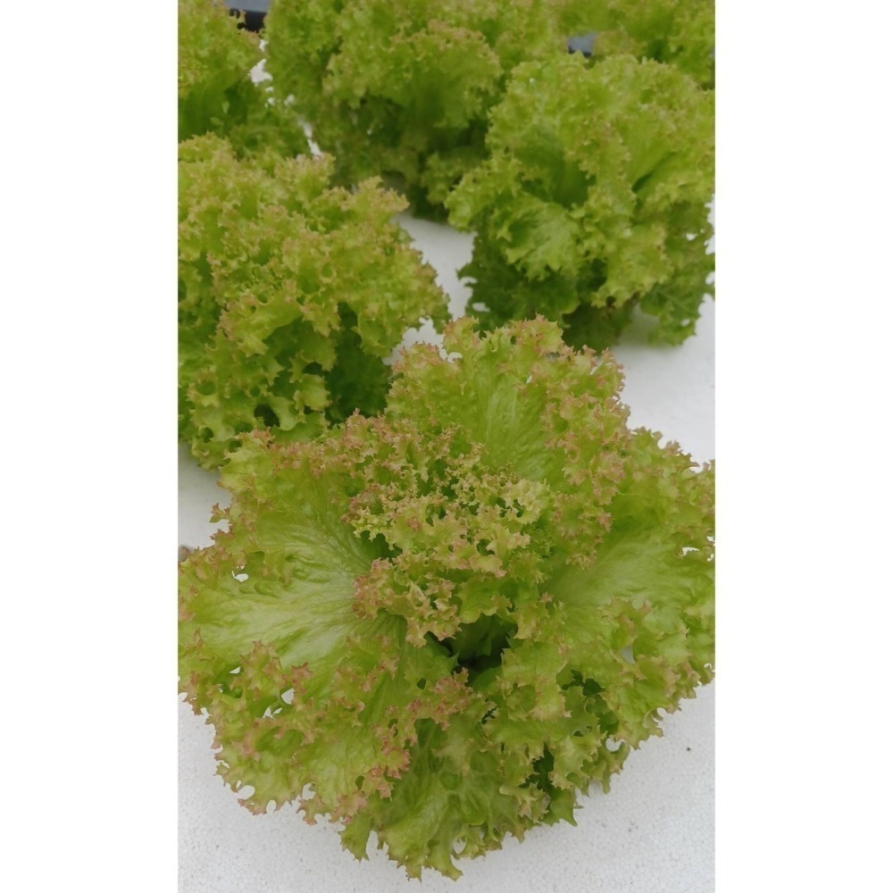 180公克 魚菜共生萵苣 無毒、無農藥 烤肉生菜、綜合萵苣、生菜沙拉、綠拿鐵、綠火焰、奶油萵苣-細節圖8