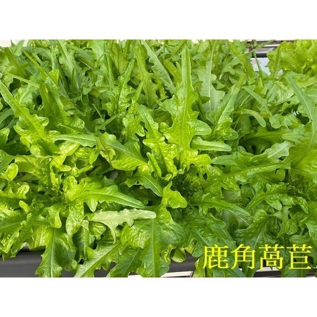 180公克 魚菜共生萵苣 無毒、無農藥 烤肉生菜、綜合萵苣、生菜沙拉、綠拿鐵、綠火焰、奶油萵苣-細節圖10