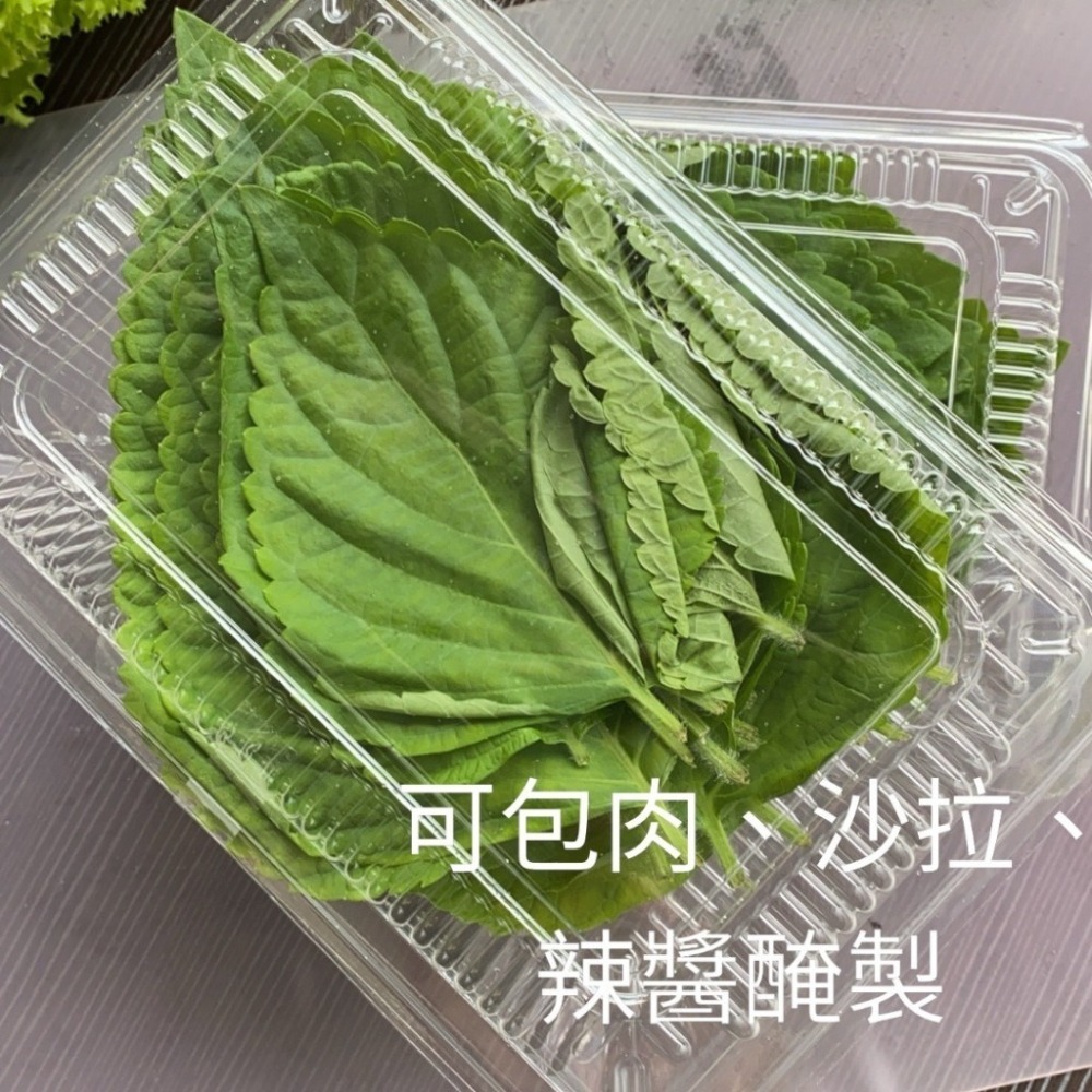 韓國芝麻葉 紫蘇葉 新鮮芝麻葉 韓國烤肉 包肉生菜-細節圖2