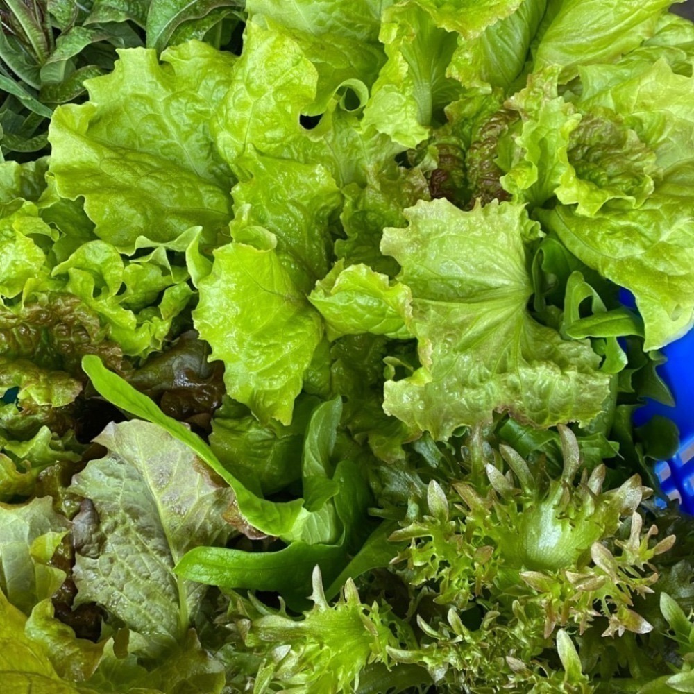 魚菜共生 營業用萵苣 1公斤 綜合萵苣、生菜沙拉 魚菜共生農場 餐廳生菜 咖啡館生菜 潛艇堡生菜-細節圖3