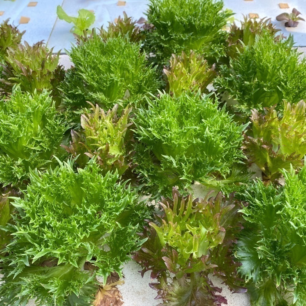 魚菜共生 營業用萵苣 1公斤 綜合萵苣、生菜沙拉 魚菜共生農場 餐廳生菜 咖啡館生菜 潛艇堡生菜-細節圖4