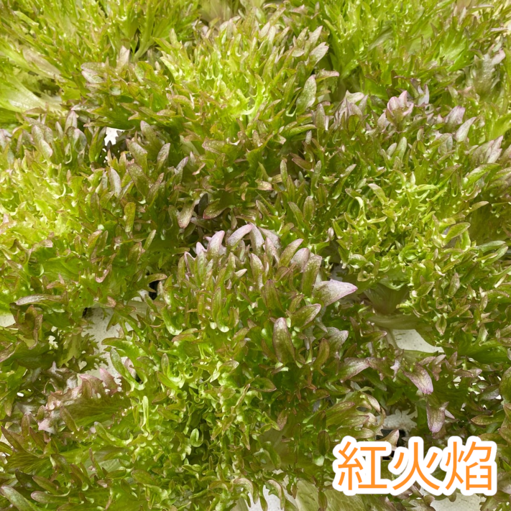 魚菜共生 營業用萵苣 1公斤 綜合萵苣、生菜沙拉 魚菜共生農場 餐廳生菜 咖啡館生菜 潛艇堡生菜-細節圖9