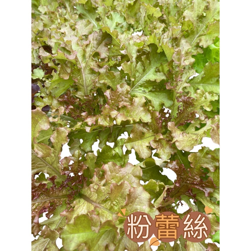 魚菜共生 營業用萵苣 1公斤 綜合萵苣、生菜沙拉 魚菜共生農場 餐廳生菜 咖啡館生菜 潛艇堡生菜-細節圖11