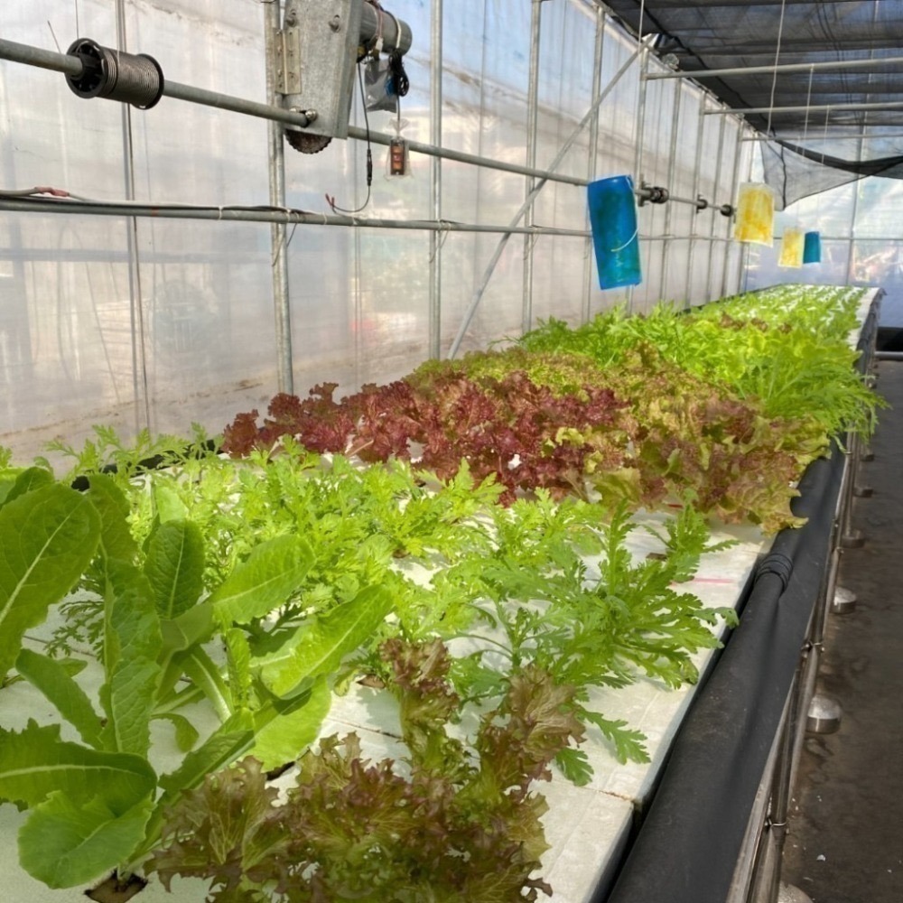 魚菜共生 營業用萵苣 1公斤 綜合萵苣、生菜沙拉 魚菜共生農場 餐廳生菜 咖啡館生菜 潛艇堡生菜-細節圖2