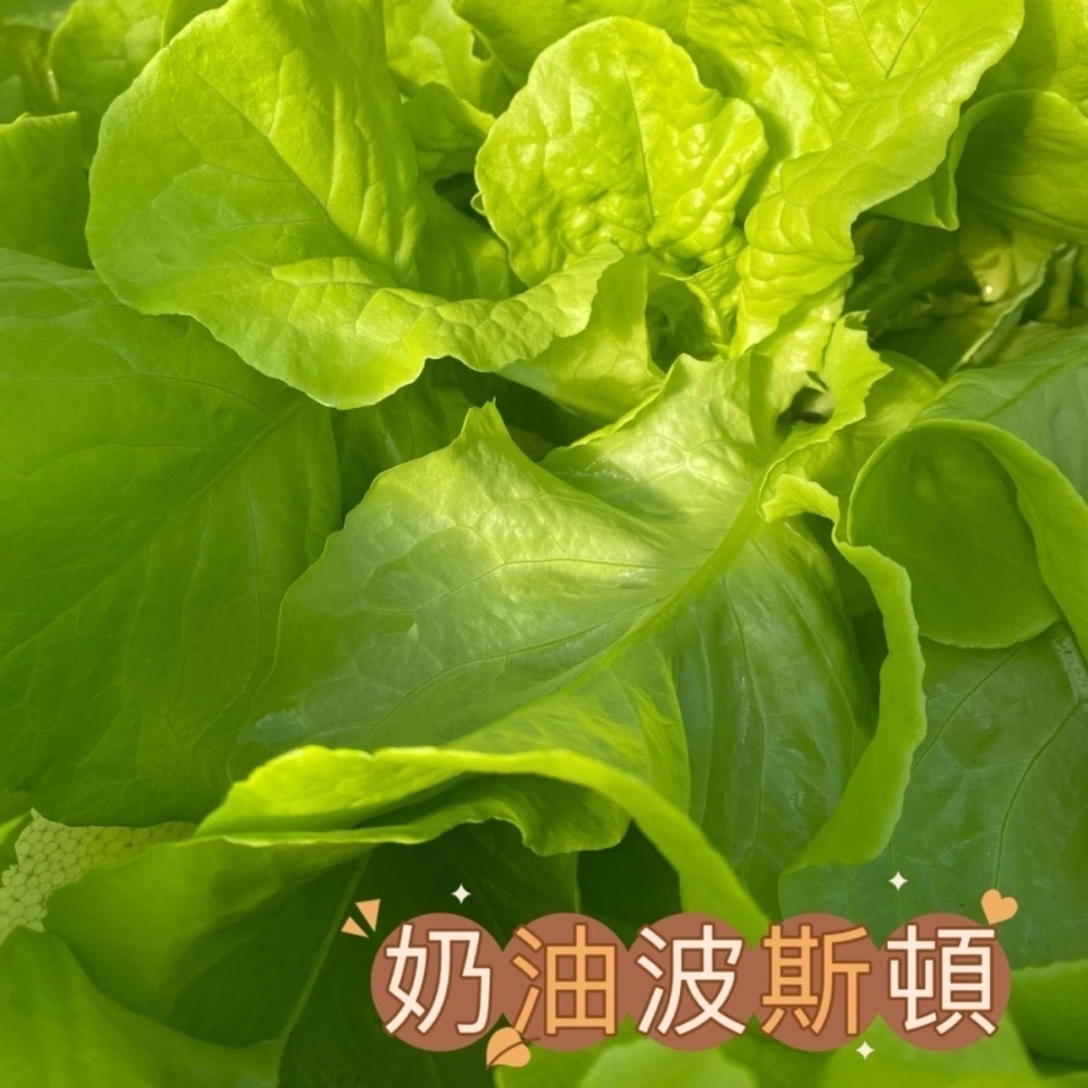 魚菜共生 營業用萵苣 1公斤 綜合萵苣、生菜沙拉 魚菜共生農場 餐廳生菜 咖啡館生菜 潛艇堡生菜-細節圖8
