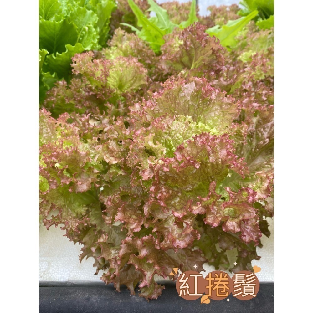魚菜共生 營業用萵苣 1公斤 綜合萵苣、生菜沙拉 魚菜共生農場 餐廳生菜 咖啡館生菜 潛艇堡生菜-細節圖10