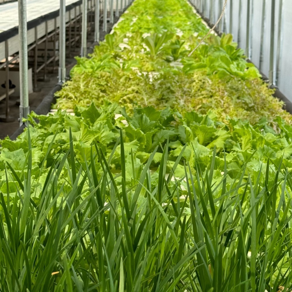 魚菜共生 營業用萵苣 1公斤 綜合萵苣、生菜沙拉 魚菜共生農場 餐廳生菜 咖啡館生菜 潛艇堡生菜-細節圖4