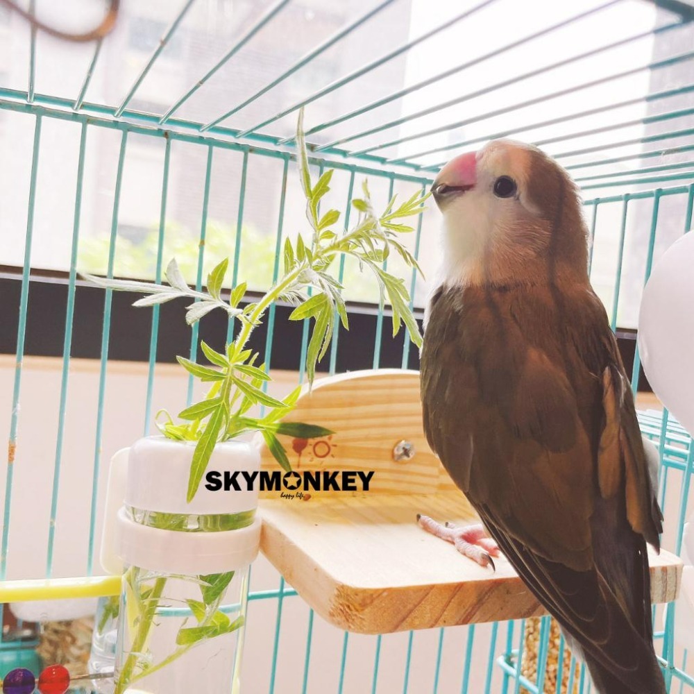 Sky Monkey 日本 SANKO 鳥用蔬菜架 多用途蔬菜杯 鸚鵡 菜架-細節圖2