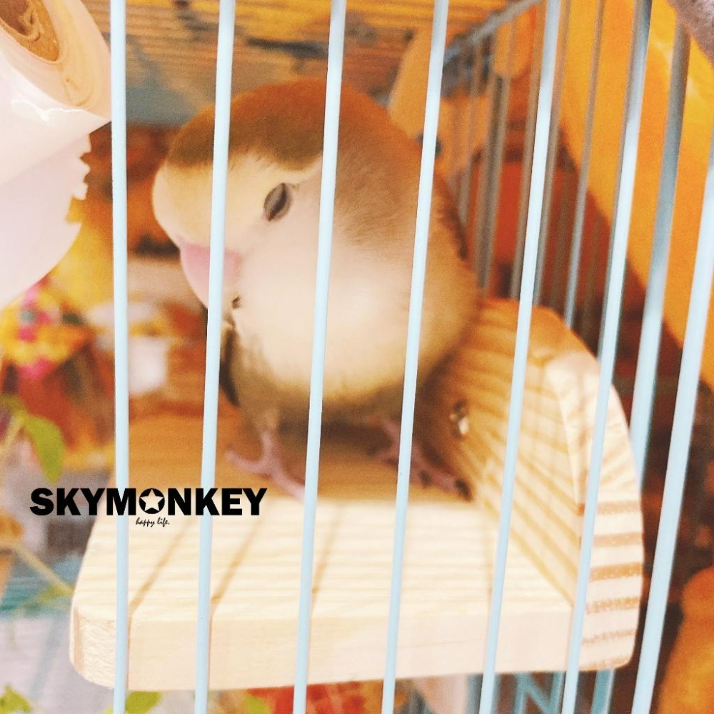 Sky Monkey 日本 SANKO 休憩平台 晚安步梯 短版 站架 小型動物 鸚鵡站版 休息區 實木站板-細節圖2