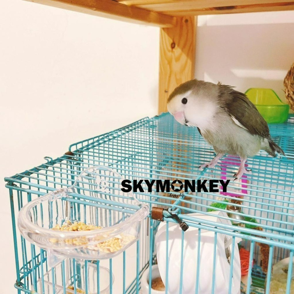 Sky Monkey 日本 鳥用吊掛式食皿 淺型/深型 SANKO 飼料杯 小型鳥飼料盒 鸚鵡飼料盒 鳥飼料盒 鳥飼料碗-細節圖6