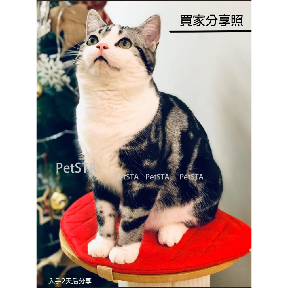 #限宅配#【美國SmartCat】經典貓抓柱 貓玩具 羅馬立柱-細節圖9