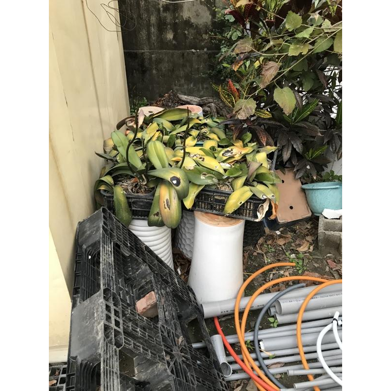 岡山可面交 擺飾用 擺設用 喪禮用 多用途 大型空花盆$200只能面交 高花瓶 高花盆-細節圖6