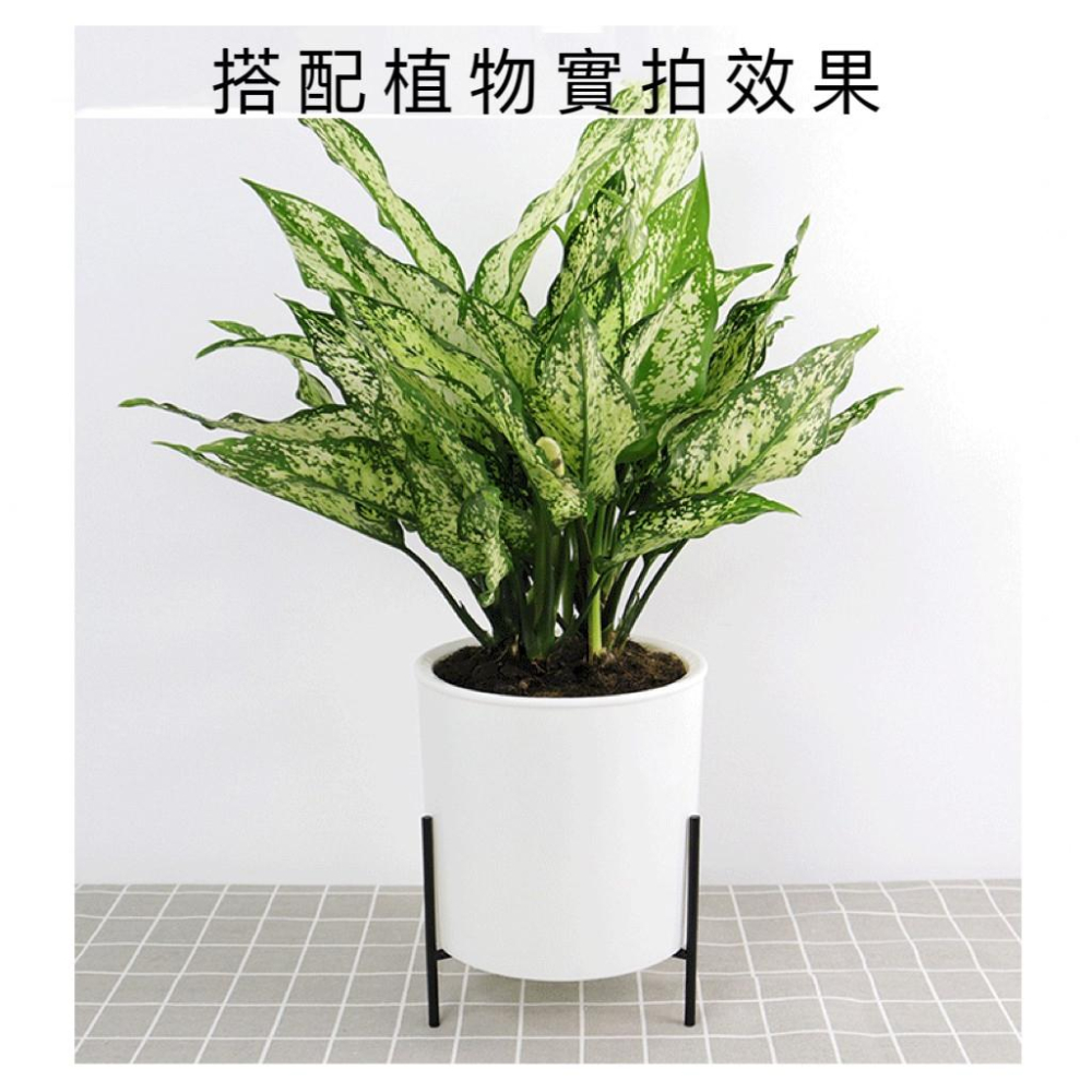 【花盆】自動吸水花盆 吸水花盆 懶人花盆 北歐風 花盆 鐵架花架 蝴蝶蘭 綠植 塑料 多肉花盆盆栽景觀盆栽-細節圖3