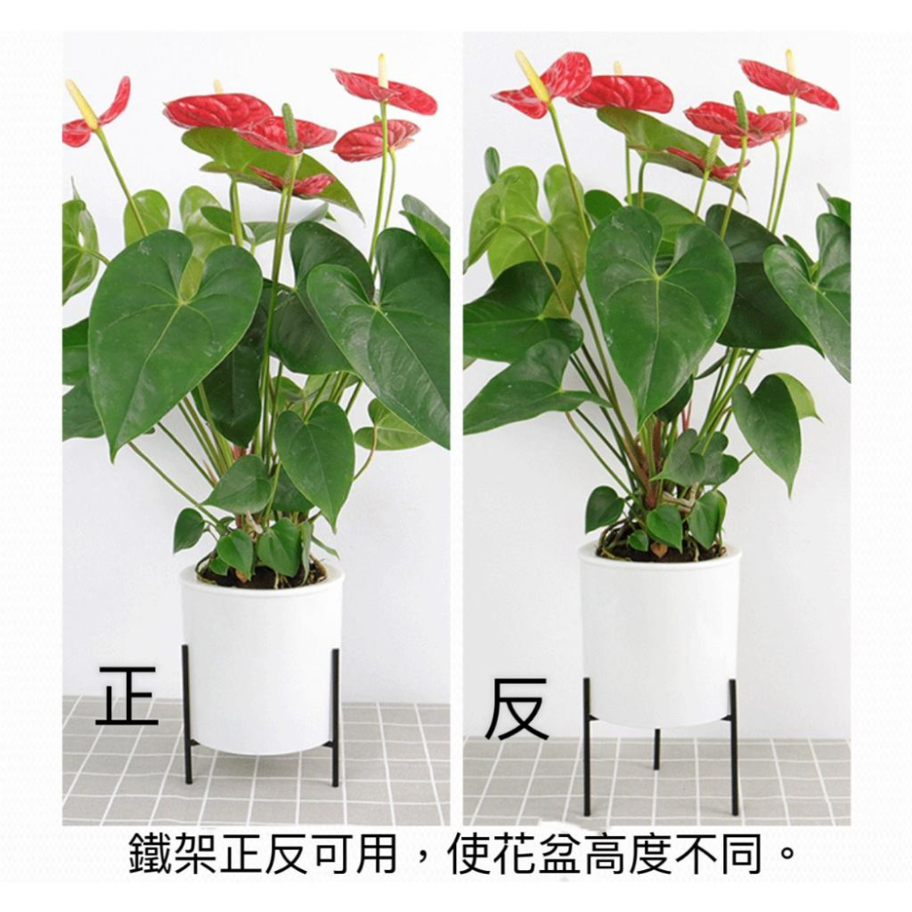【花盆】自動吸水花盆 吸水花盆 懶人花盆 北歐風 花盆 鐵架花架 蝴蝶蘭 綠植 塑料 多肉花盆盆栽景觀盆栽-細節圖4