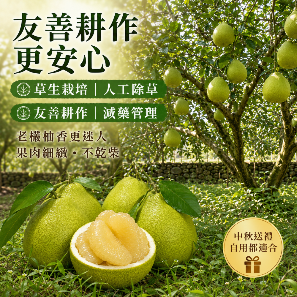 歐吉商 45年 花蓮鶴岡老欉文旦精選級10台斤(9-11顆)-細節圖2