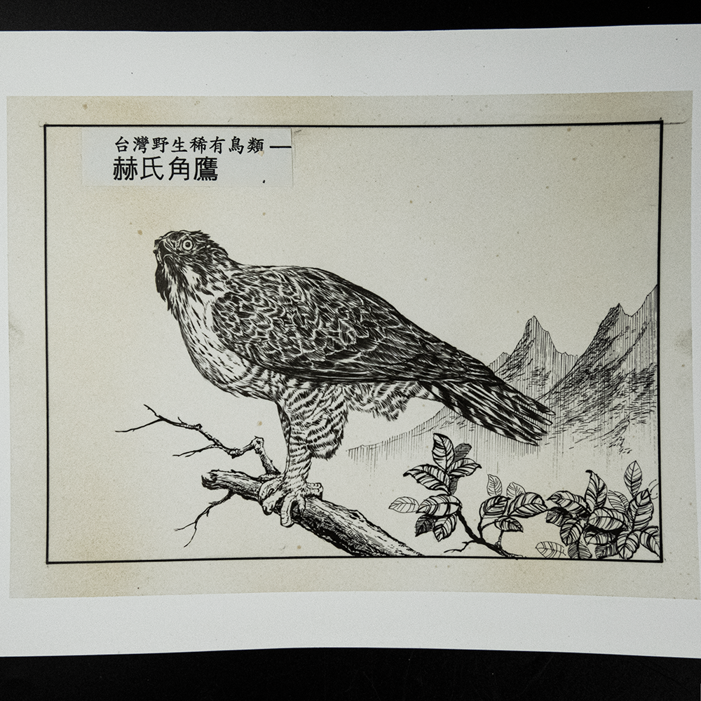 鋼筆畫 台灣野生稀有鳥類-赫氏角鷹