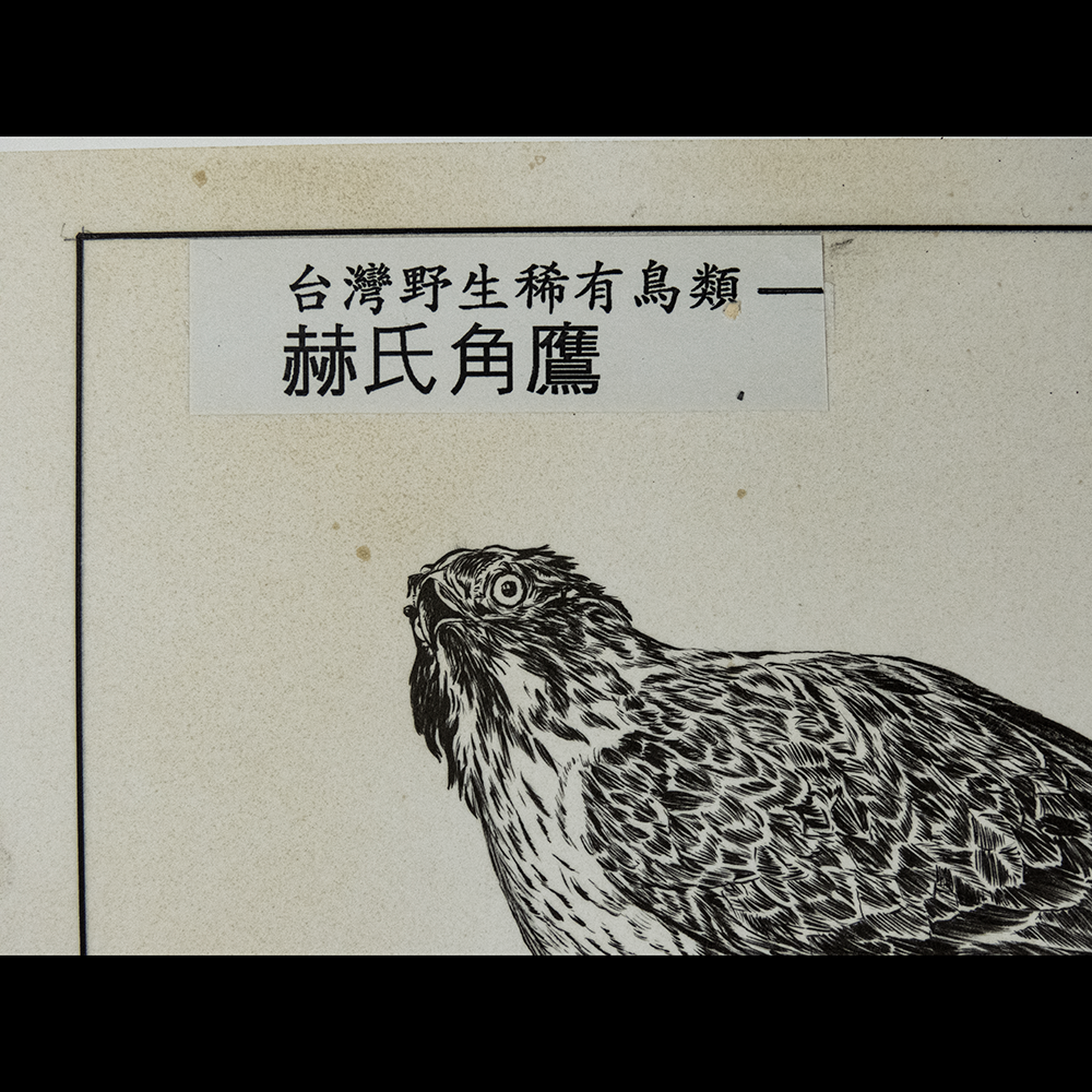 鋼筆畫 台灣野生稀有鳥類-赫氏角鷹-細節圖2