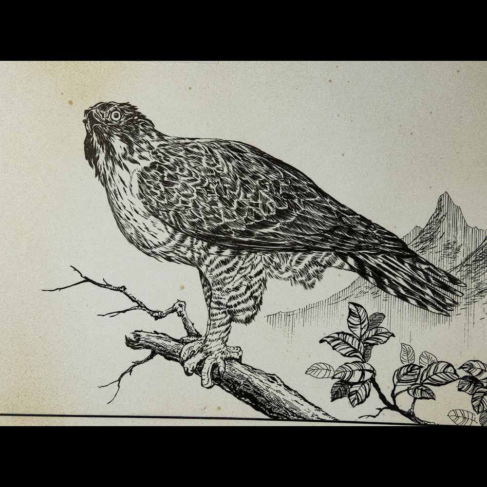 鋼筆畫 台灣野生稀有鳥類-赫氏角鷹-細節圖3
