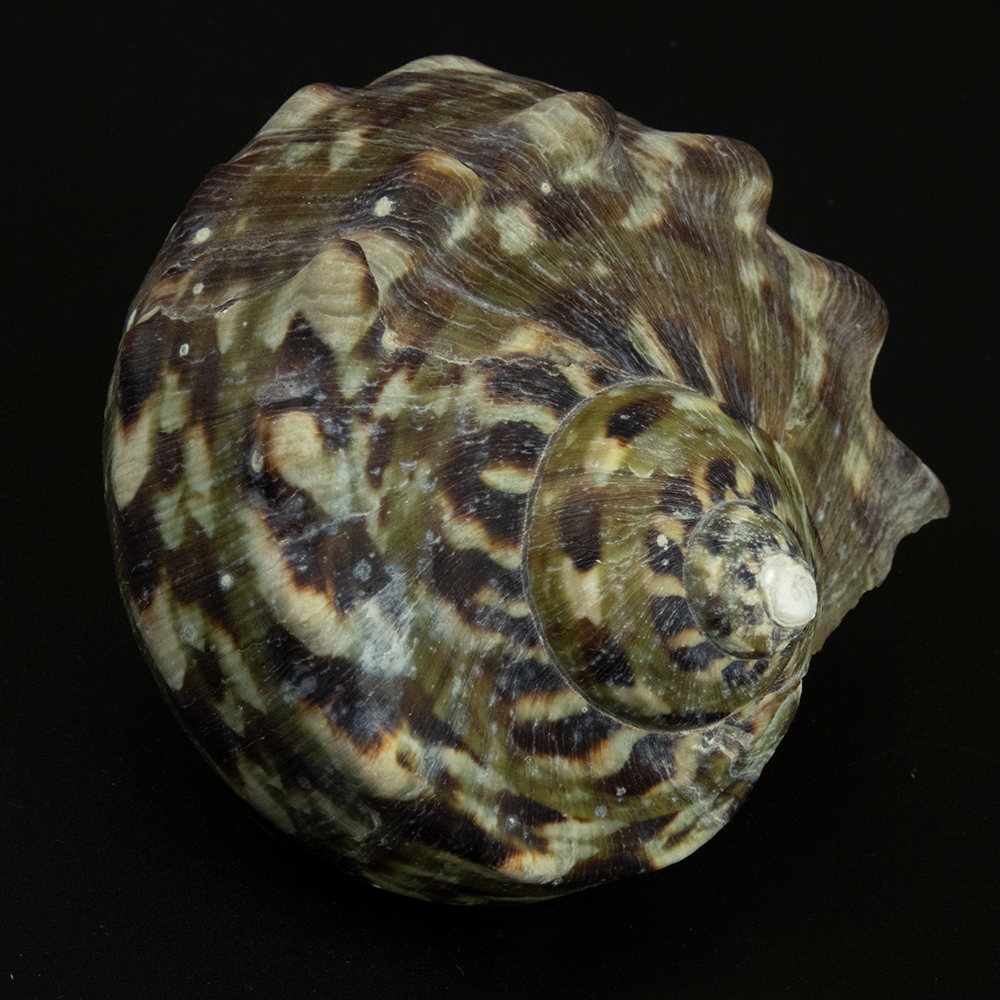 夜光蠑螺Turbo marmoratus 貝殼 標本 中-細節圖2
