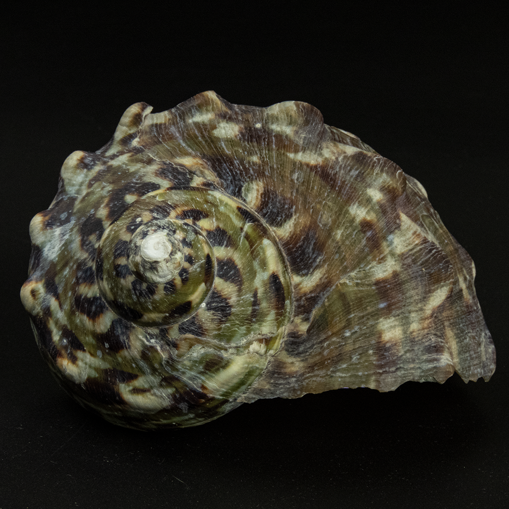 夜光蠑螺Turbo marmoratus 貝殼 標本 中-細節圖3
