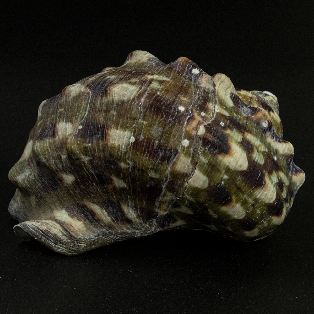 夜光蠑螺Turbo marmoratus 貝殼 標本 中-細節圖4