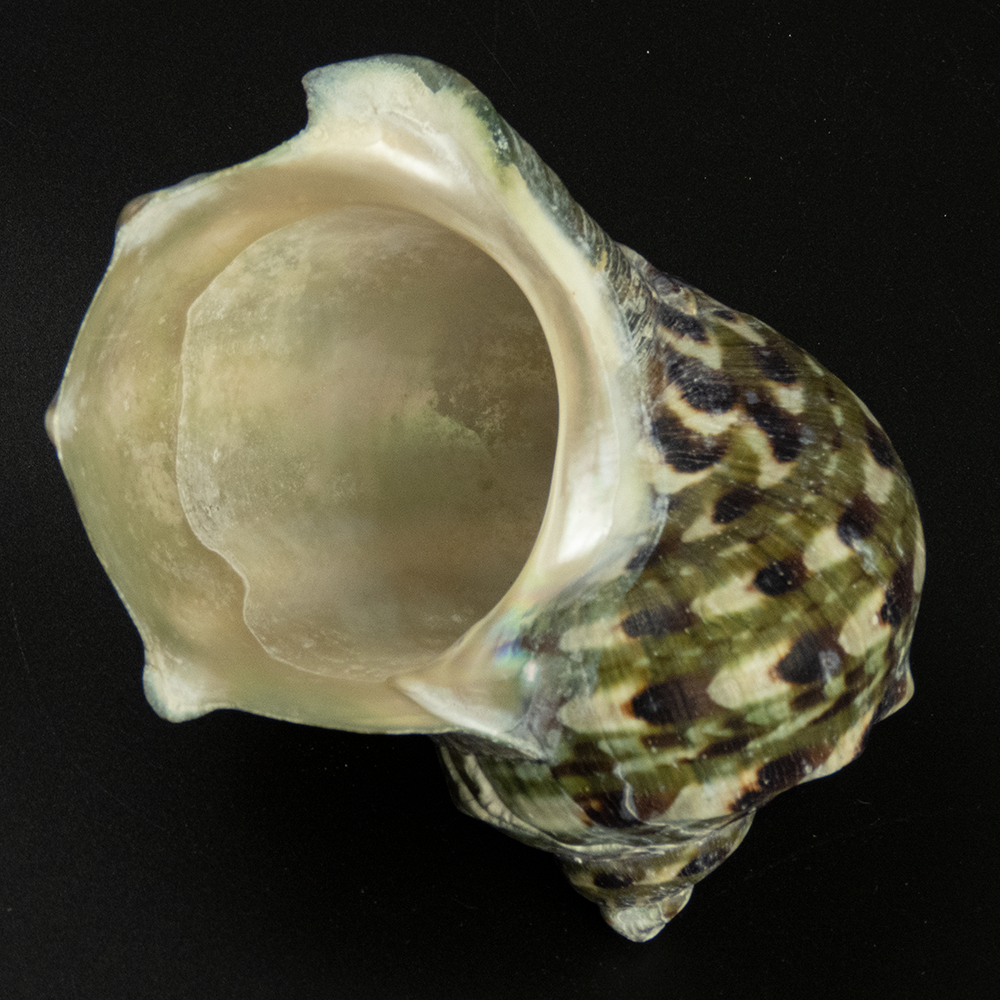 夜光蠑螺Turbo marmoratus 貝殼 標本 中-細節圖5