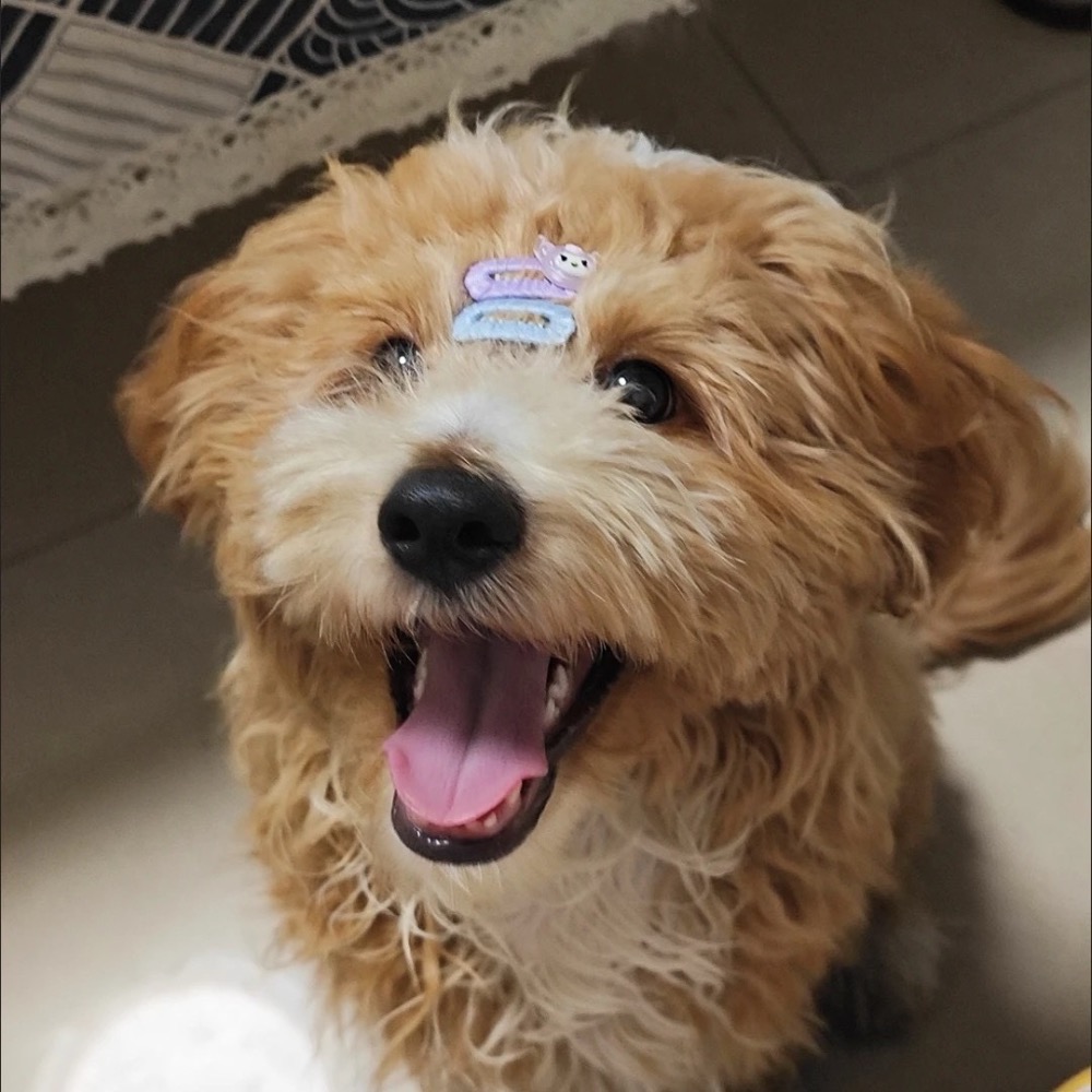 《預購》寵物bb夾梳夾發飾頭花馬爾濟斯 泰迪比熊約克夏貓咪長毛碎發夾-細節圖2