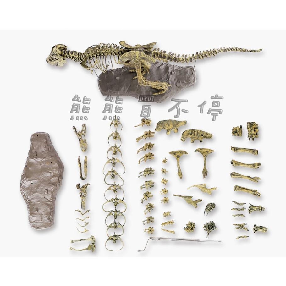[在台現貨/很大隻] 4D 拼裝 組裝 可上色 暴龍 恐龍 化石 骨頭 仿真動物模型 送502膠水+顏料(含水彩筆)-細節圖5