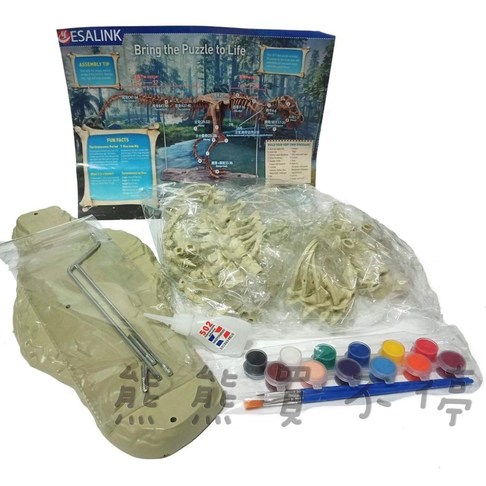 [在台現貨/很大隻] 4D 拼裝 組裝 可上色 暴龍 恐龍 化石 骨頭 仿真動物模型 送502膠水+顏料(含水彩筆)-細節圖7