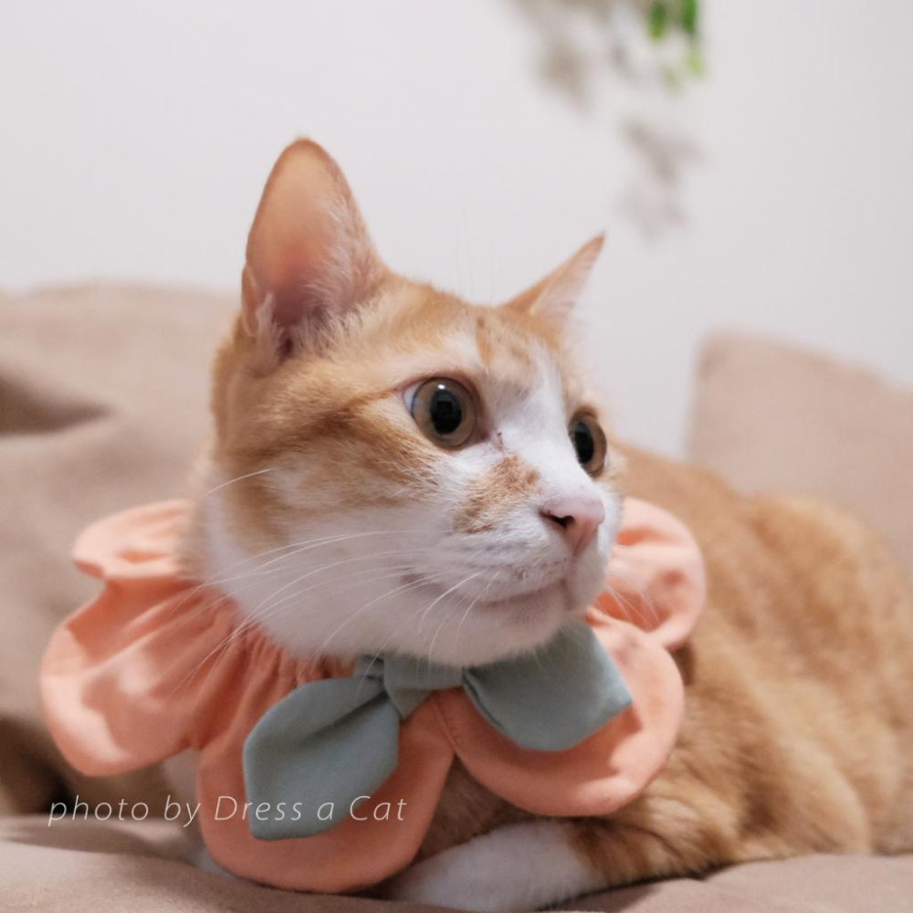 | Dress a Cat | 小仙黃花朵 圍兜 花朵蝶結項圈 花型領巾 花瓣 寵物項圈 貓項圈 貓 手作項圈-細節圖3