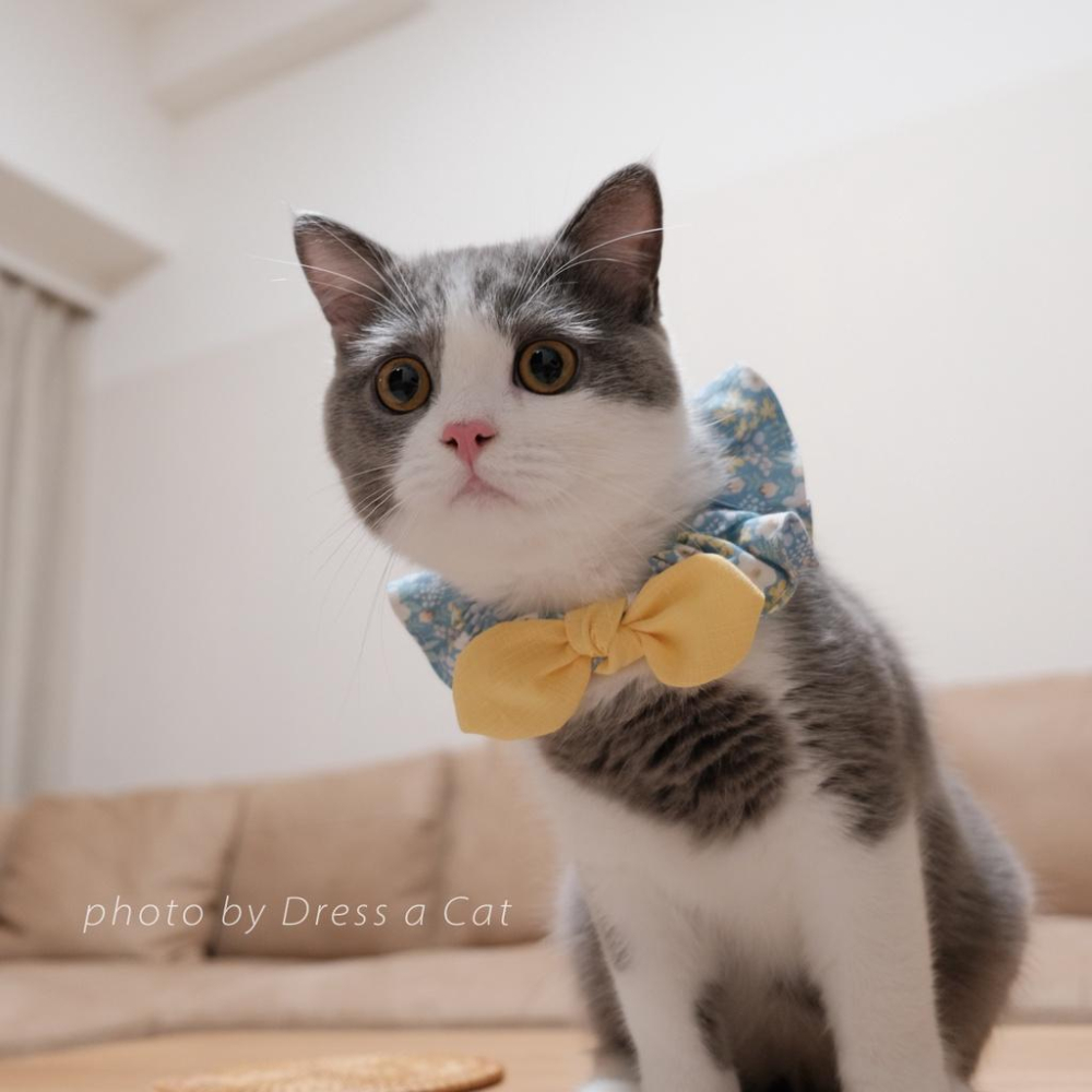 | Dress a Cat |_小花蒲  領巾項圈 荷葉領巾 貓 寵物 貓項圈 布項圈 手作項圈-細節圖3