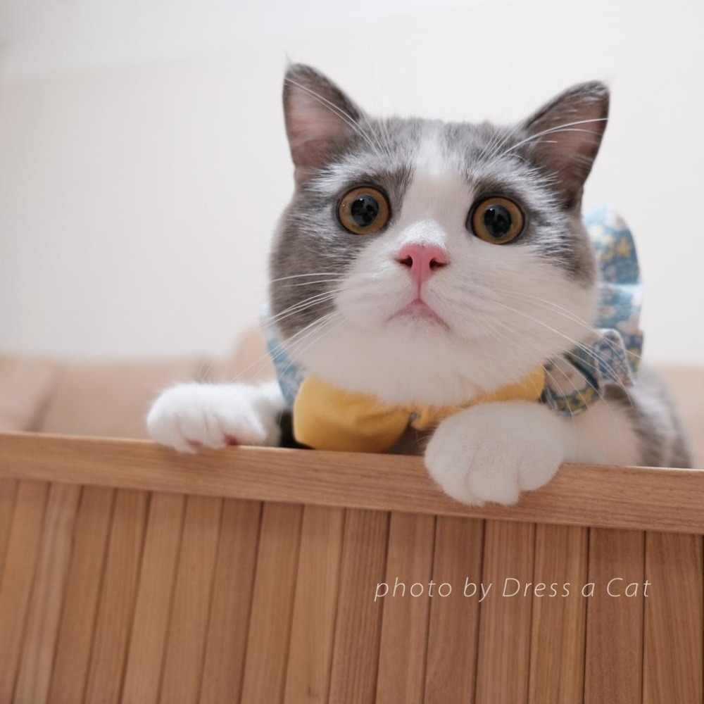 Cat Dress 貓手作 小花蒲  領巾項圈 荷葉領巾 貓 寵物 貓項圈 布項圈 手作項圈-細節圖2