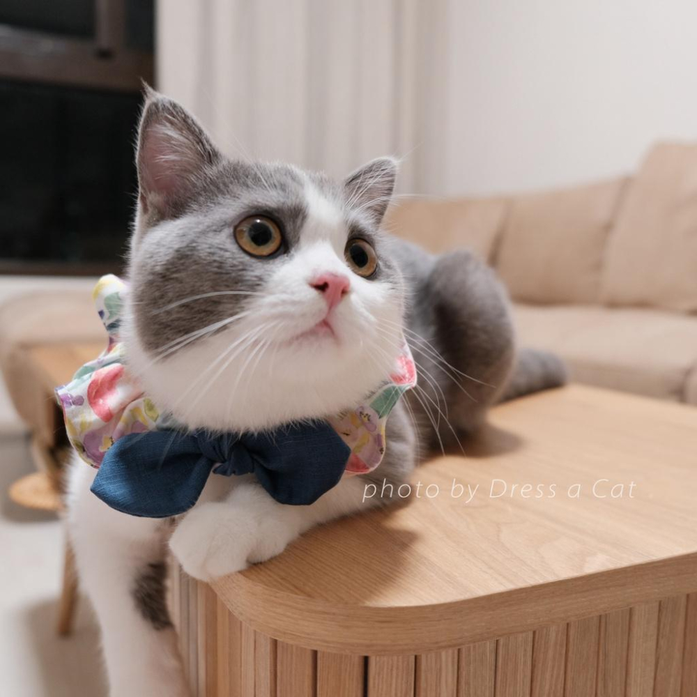 | Dress a Cat |_藍海蒔櫻  領巾項圈 荷葉領巾 貓 寵物 項圈 布項圈 手作項圈-細節圖3