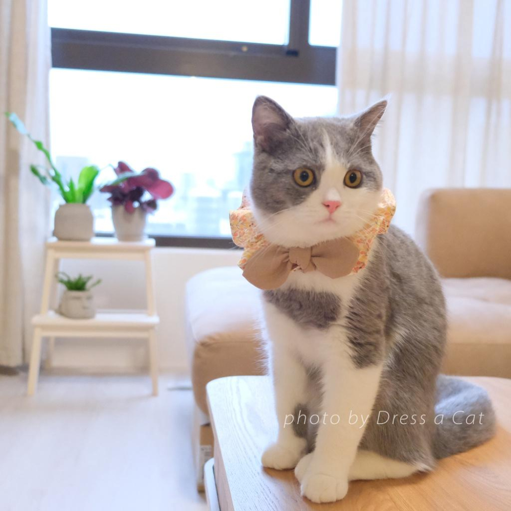 | Dress a Cat | 秋最 蝴蝶結領巾項圈 寵物貓 荷葉領巾 貓 寵物 項圈 布項圈 手作項圈-細節圖4