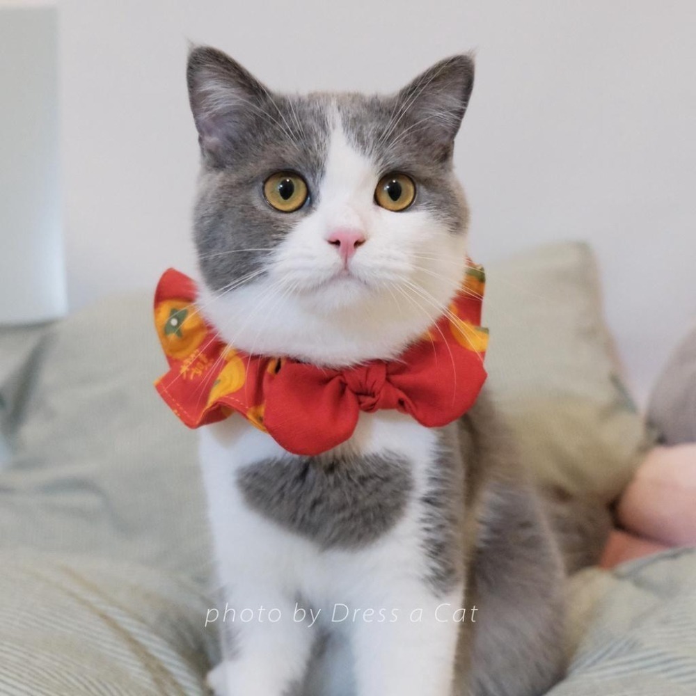 Cat Dress 貓手作 柿柿如意 貓項圈 領巾項圈 荷葉領巾 貓 寵物 項圈 布項圈 手作項圈-細節圖3